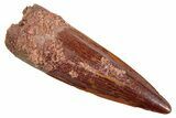 Fossil Spinosaurus Tooth - Beautiful Enamel & Tip #259608-1